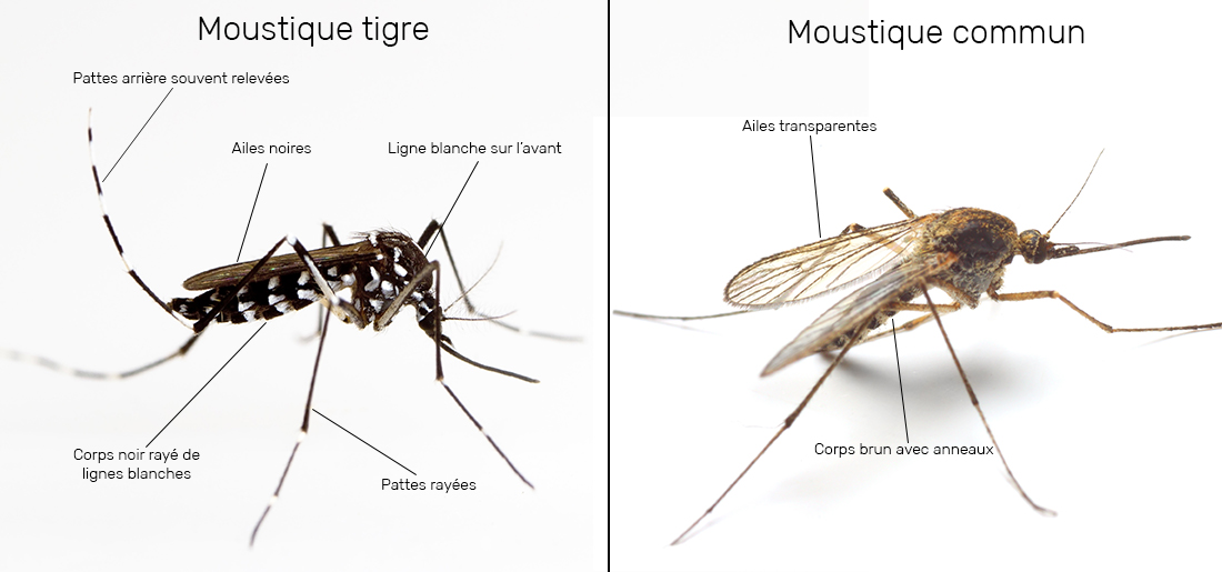 Combien De Fois Pique Un Moustique Tigre Prestation de démoustication - Nuisibles Service 83