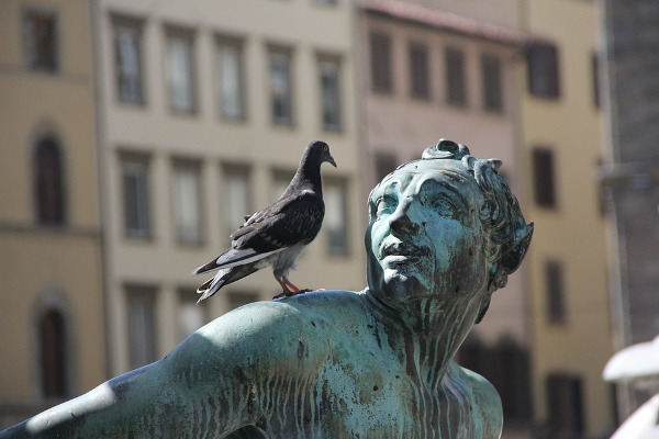 Société Pigeons Toulon