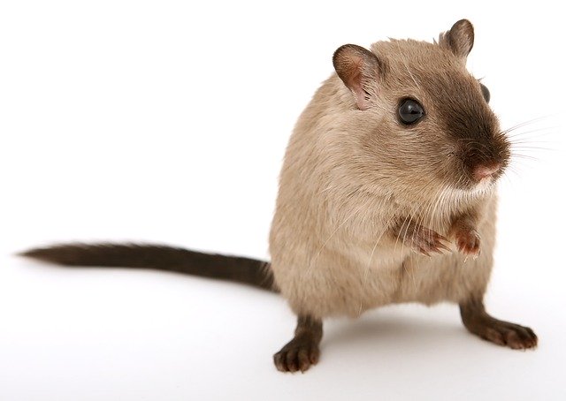 détecter la présence des rats Solliès Toucas