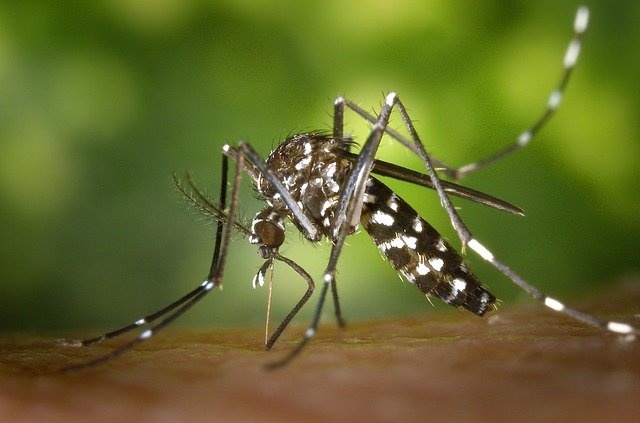 lutter-contre-moustiques-brignoles