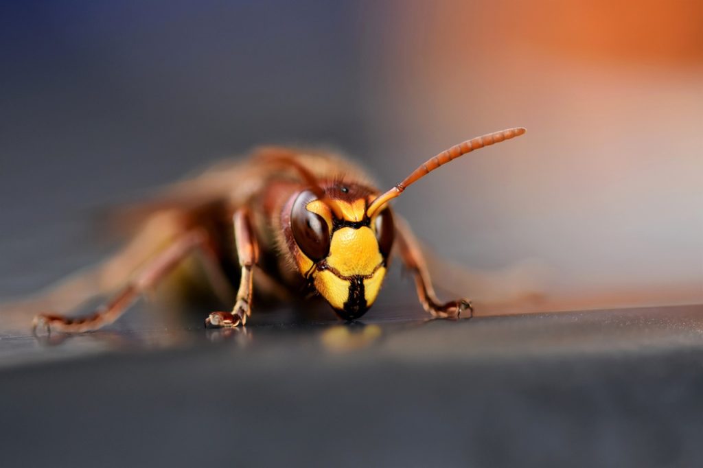 european hornet, hornet, insect-7409008.jpg
