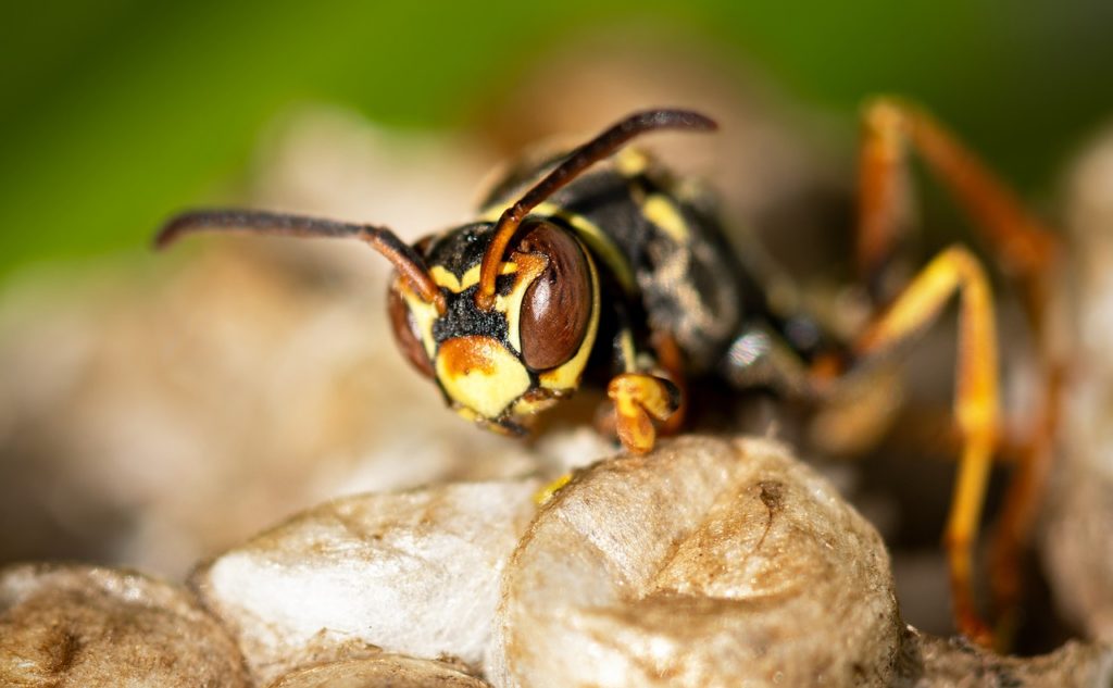 wasp, hornet, insect-7422295.jpg