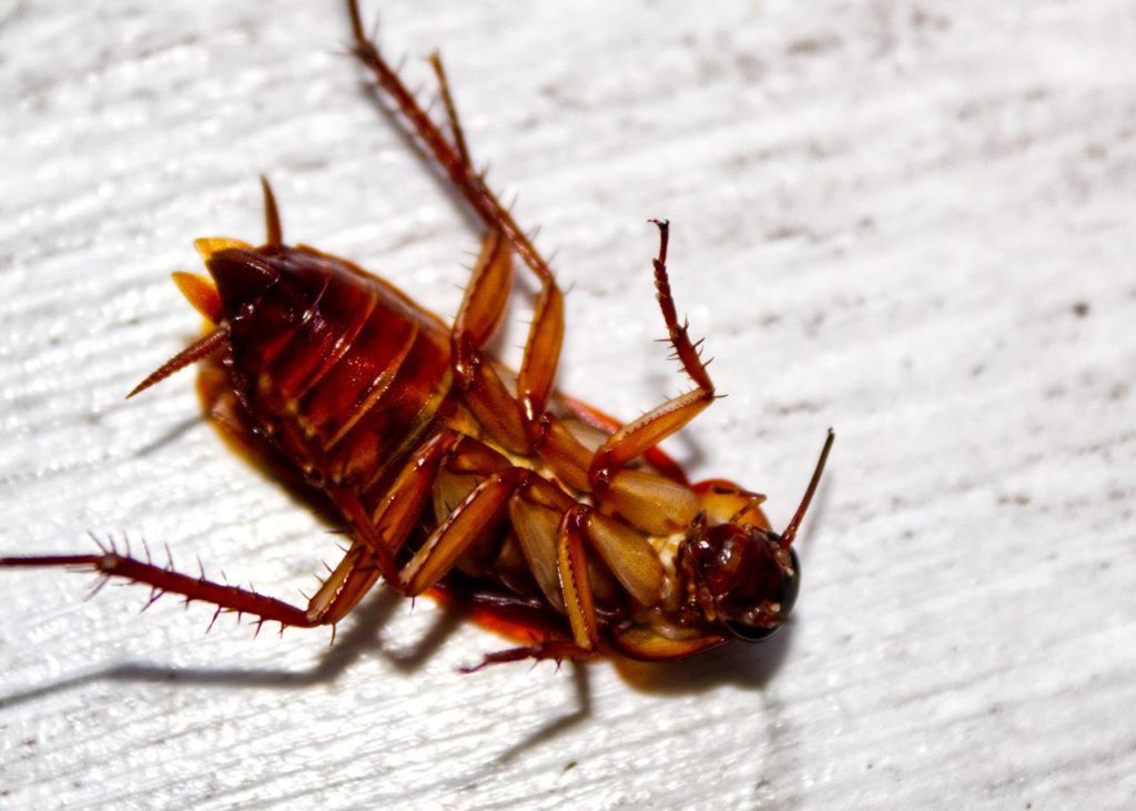 cockroach, bug, insect-5305601.jpg
