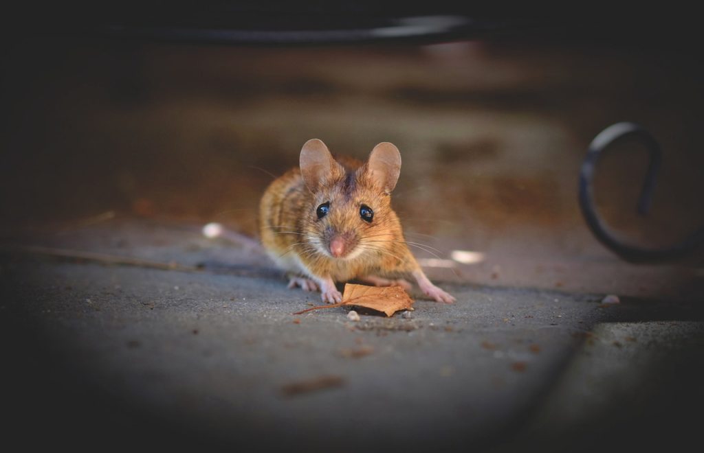 house mouse, mouse, long-tailed mouse-5344690.jpg